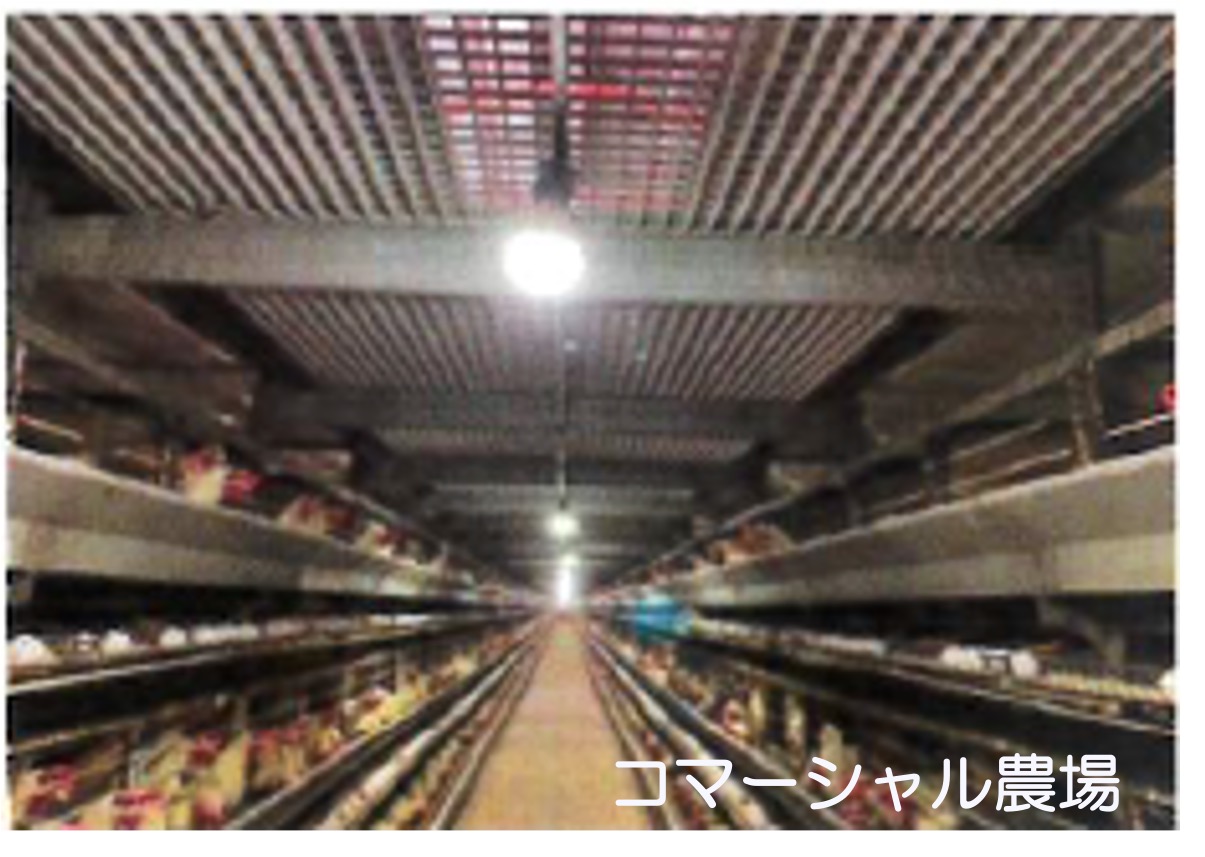 養鶏場向けLED「こっこ」導入事例