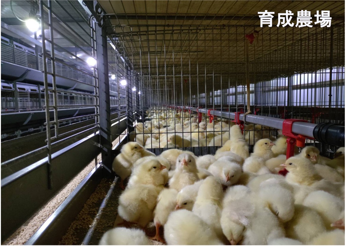 養鶏場向けLED「こっこ」導入事例