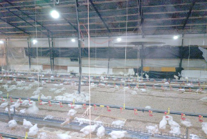 養鶏場向けLED「こっこ」導入事例